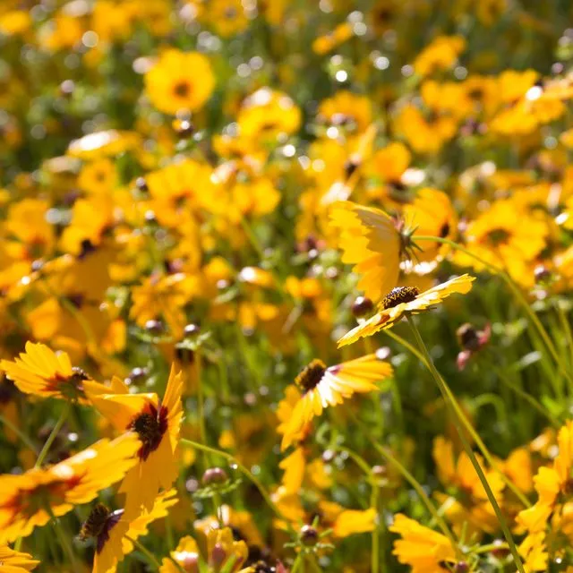 thumbnail for publication: Public Perceptions of Pollinator Perfection